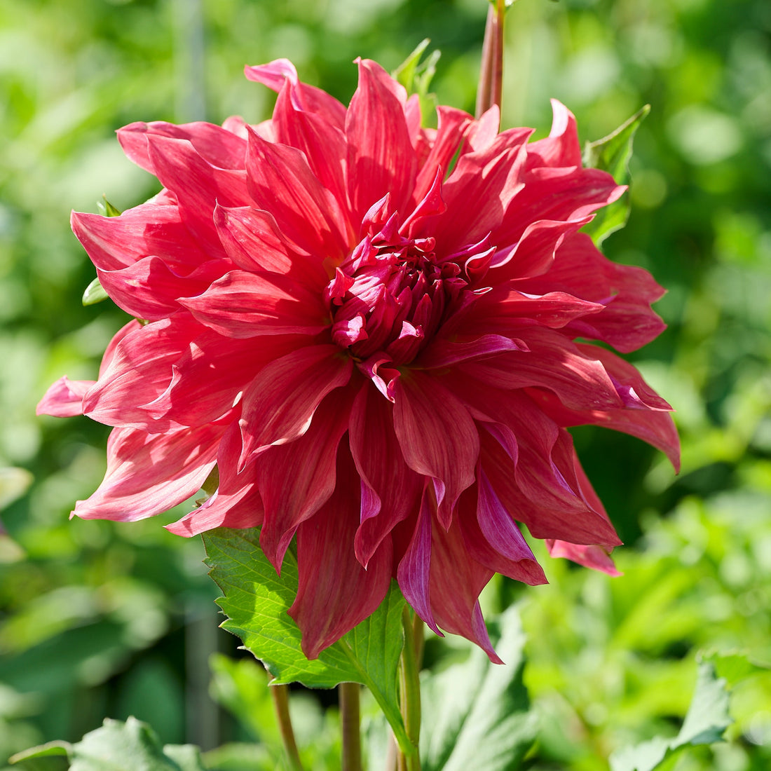 Dahlia mix 'Large flowering Mix'