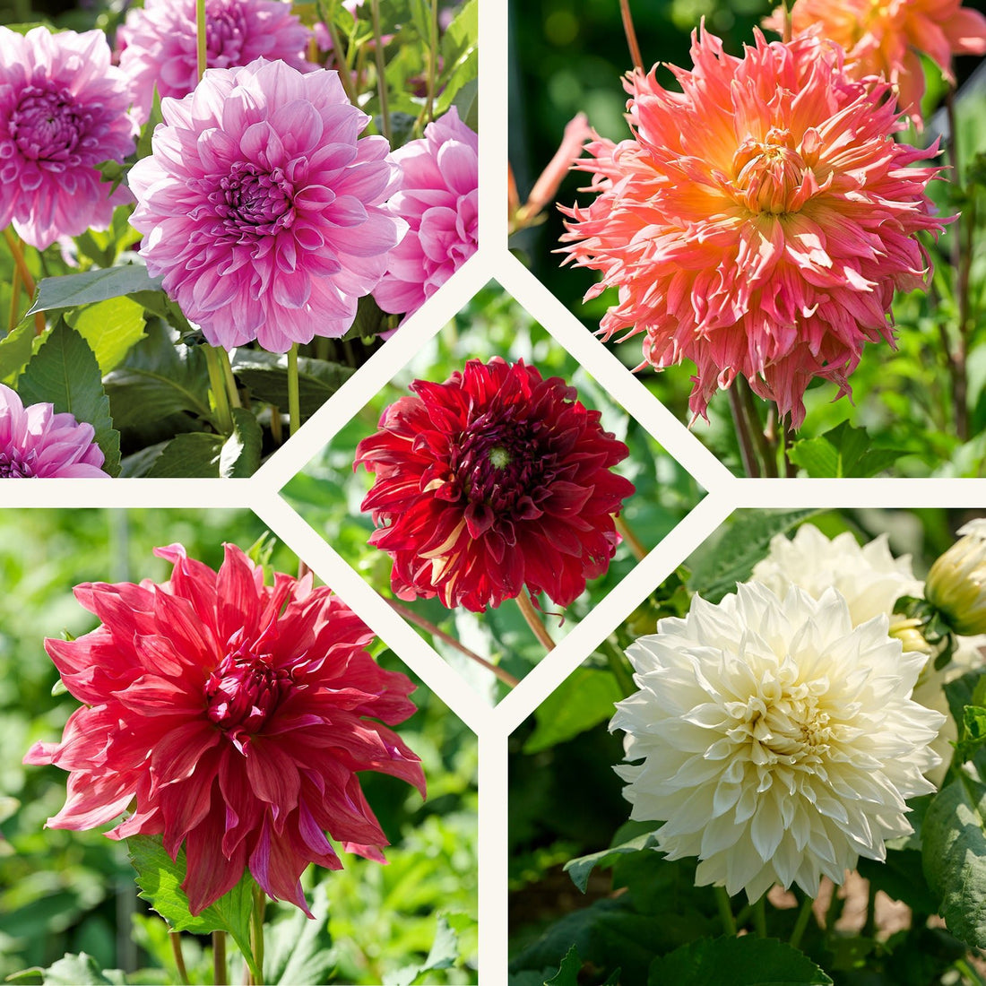 Dahlia mix 'Large flowering Mix'