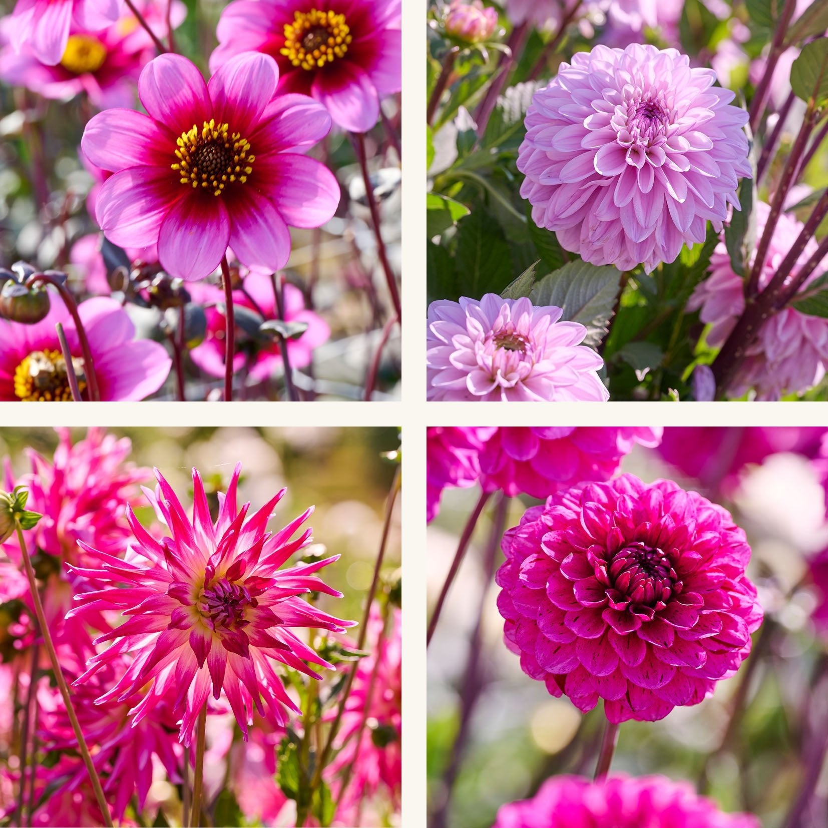 Dahlia mix 'Light purple mix'