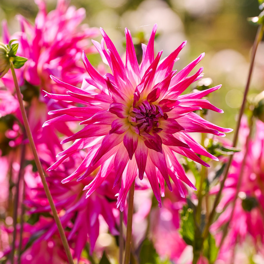 Dahlia mix 'Light purple mix'