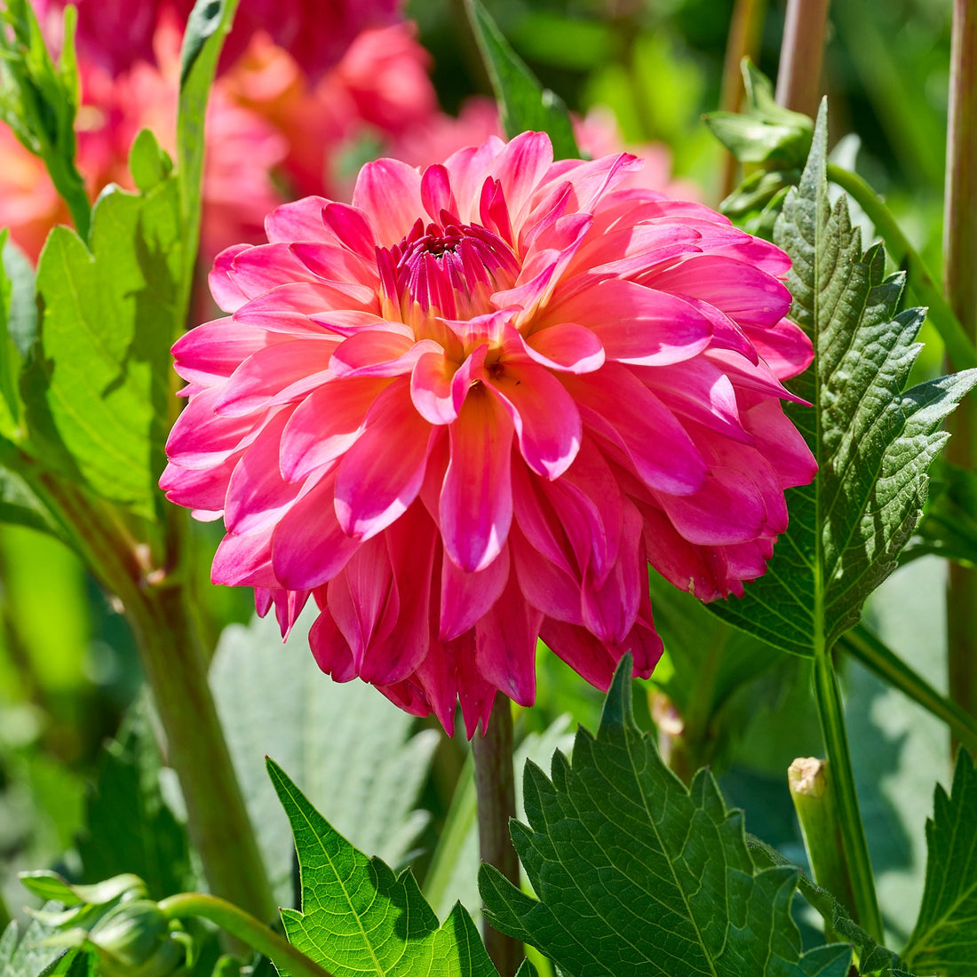 Dahlia mix 'Pink mix'