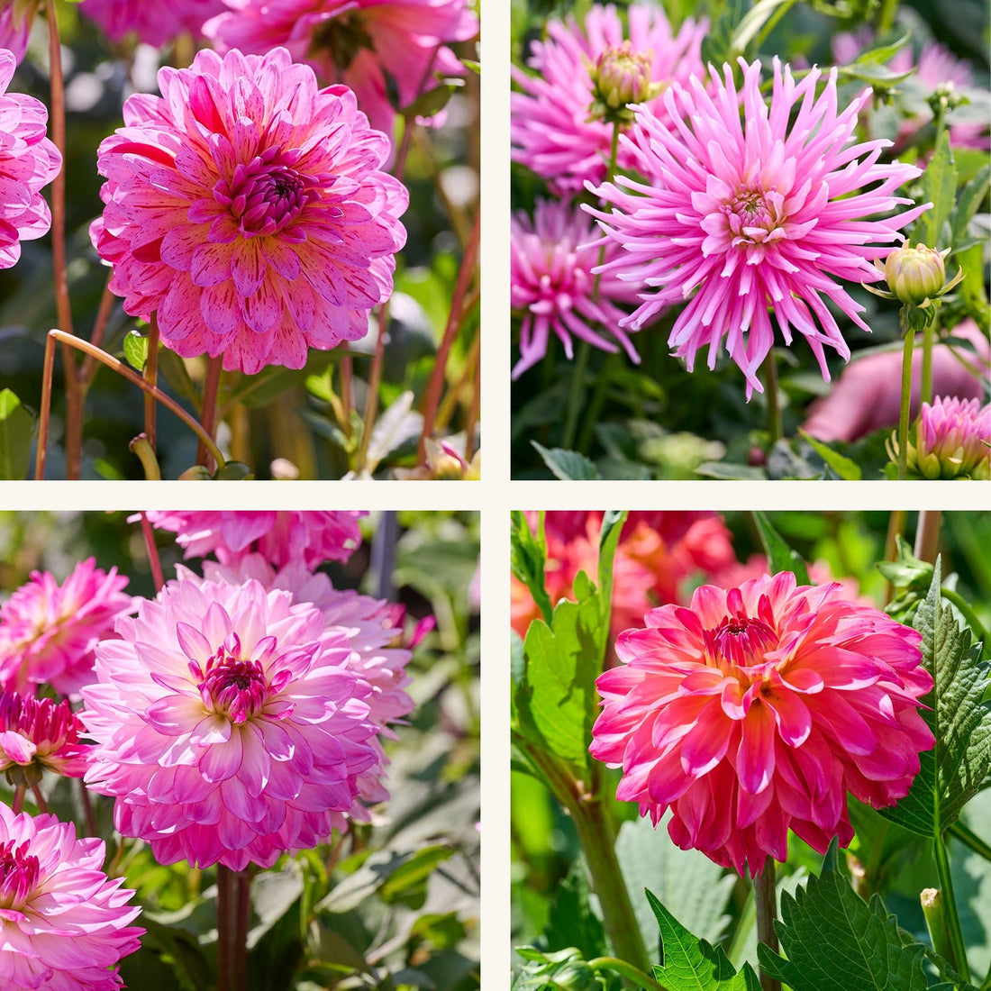 Dahlia mix 'Pink mix'