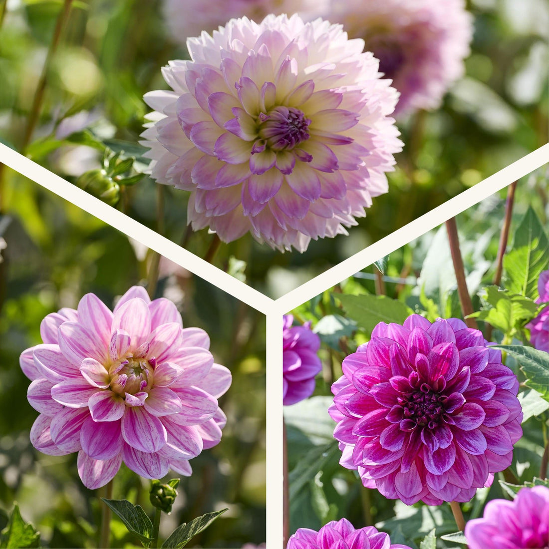 Dahlia mix 'Pink/Purple mix'