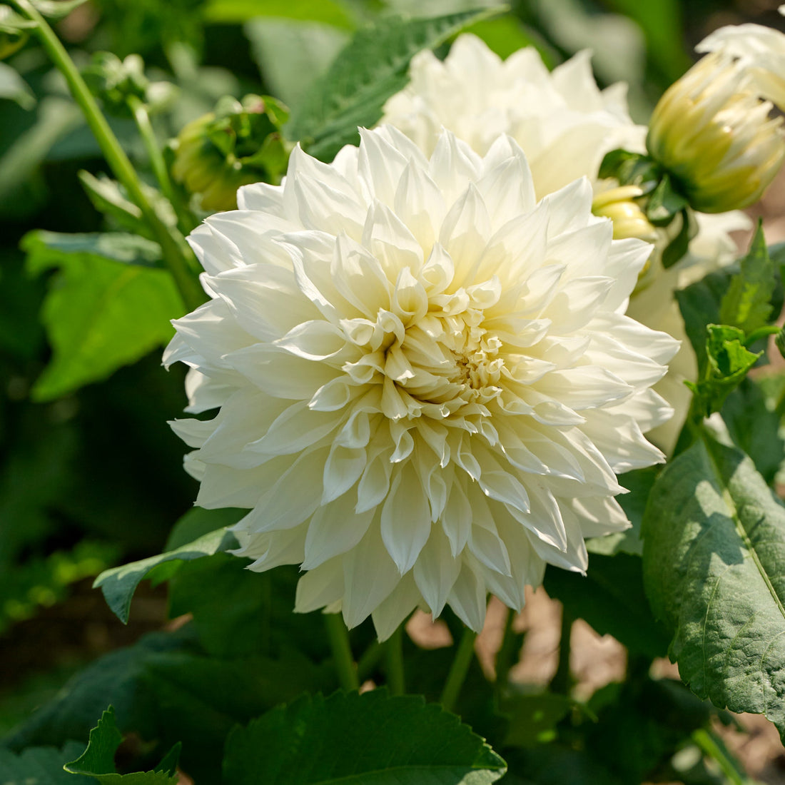 Dahlia mix 'Pink/White mix'