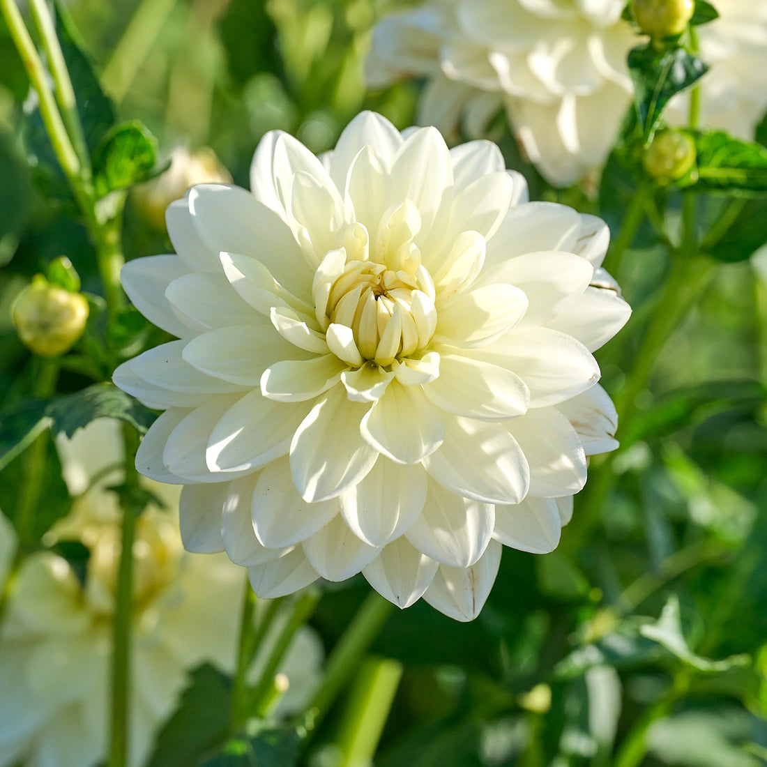 Dahlia mix 'Soft pastel Mix'