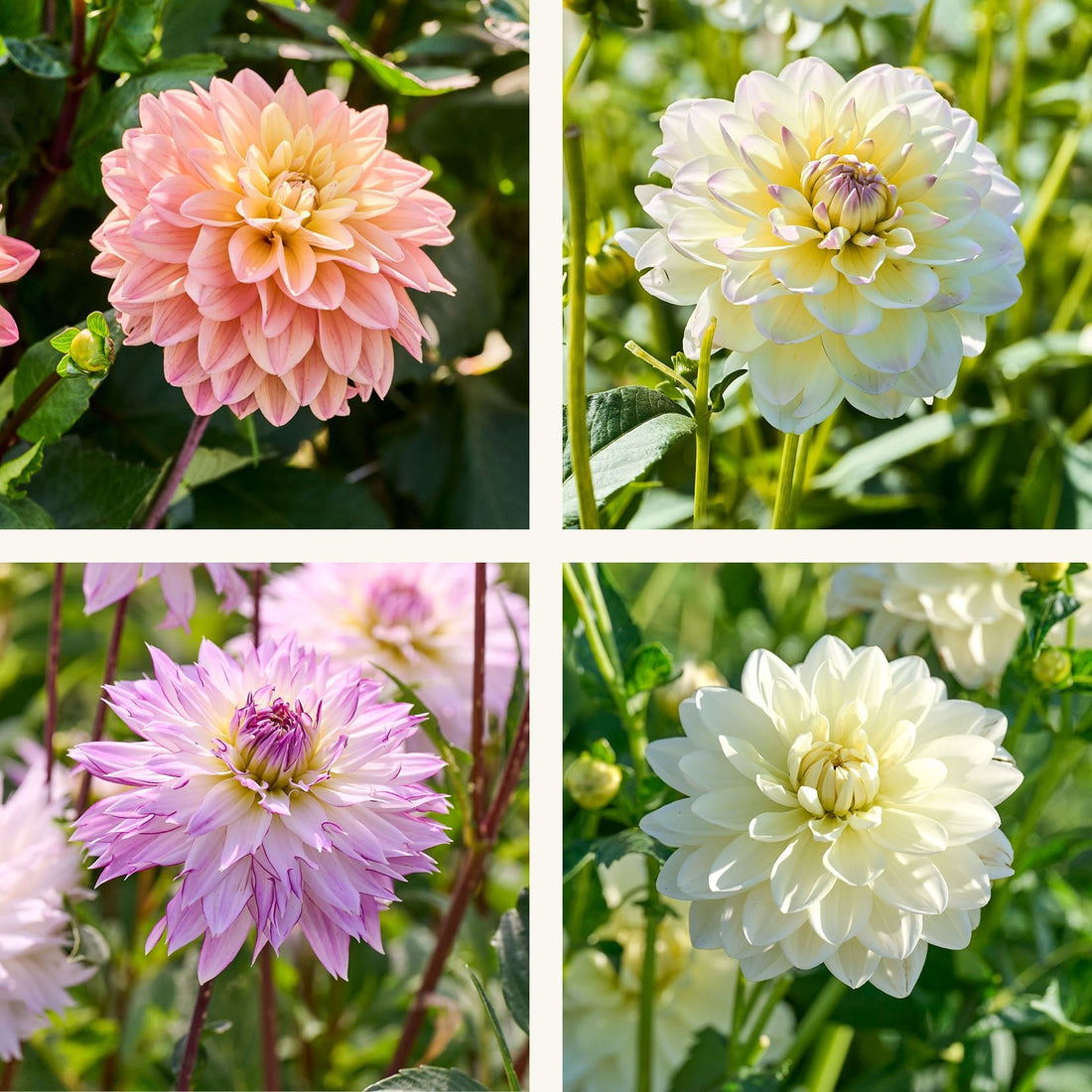 Dahlia mix 'Soft pastel Mix'