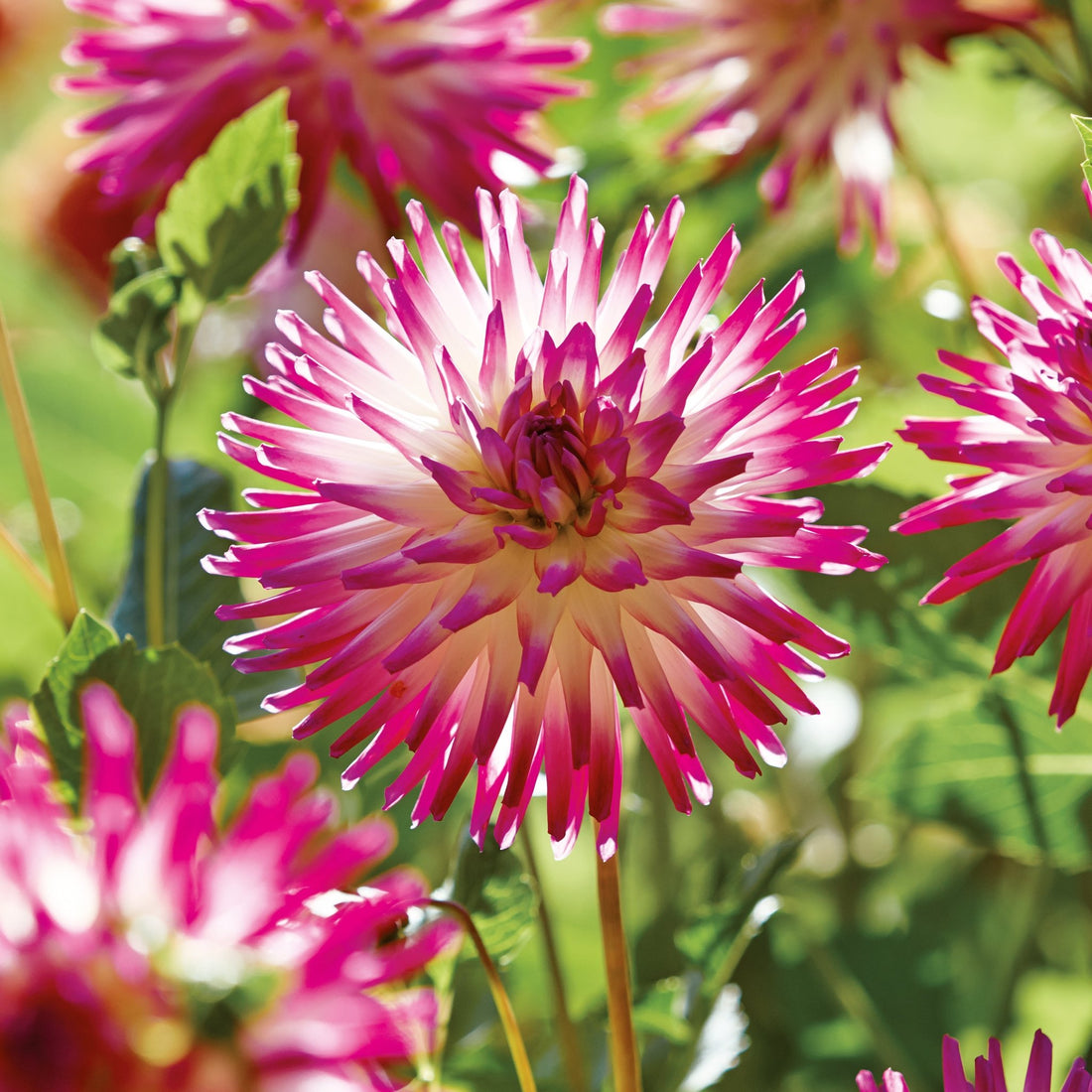 Dahlia mix 'Soft pink mix'