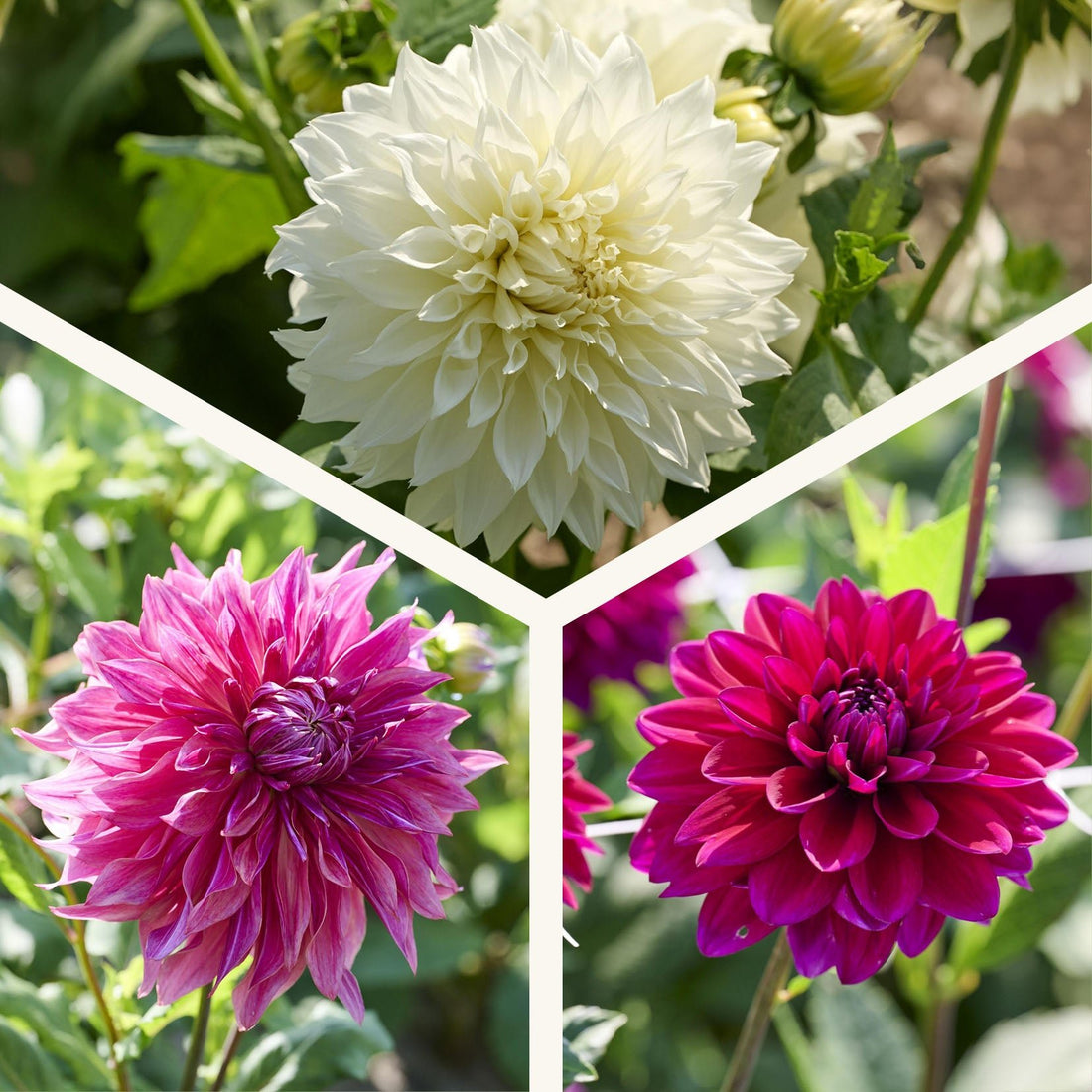 Dahlia mix 'Sorbet mix'