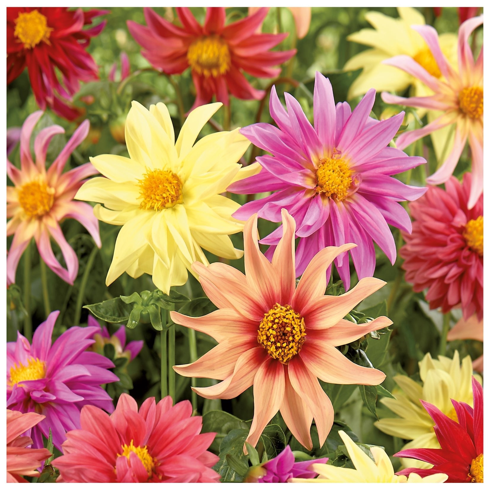 Dahlia mix 'Starlight mix'