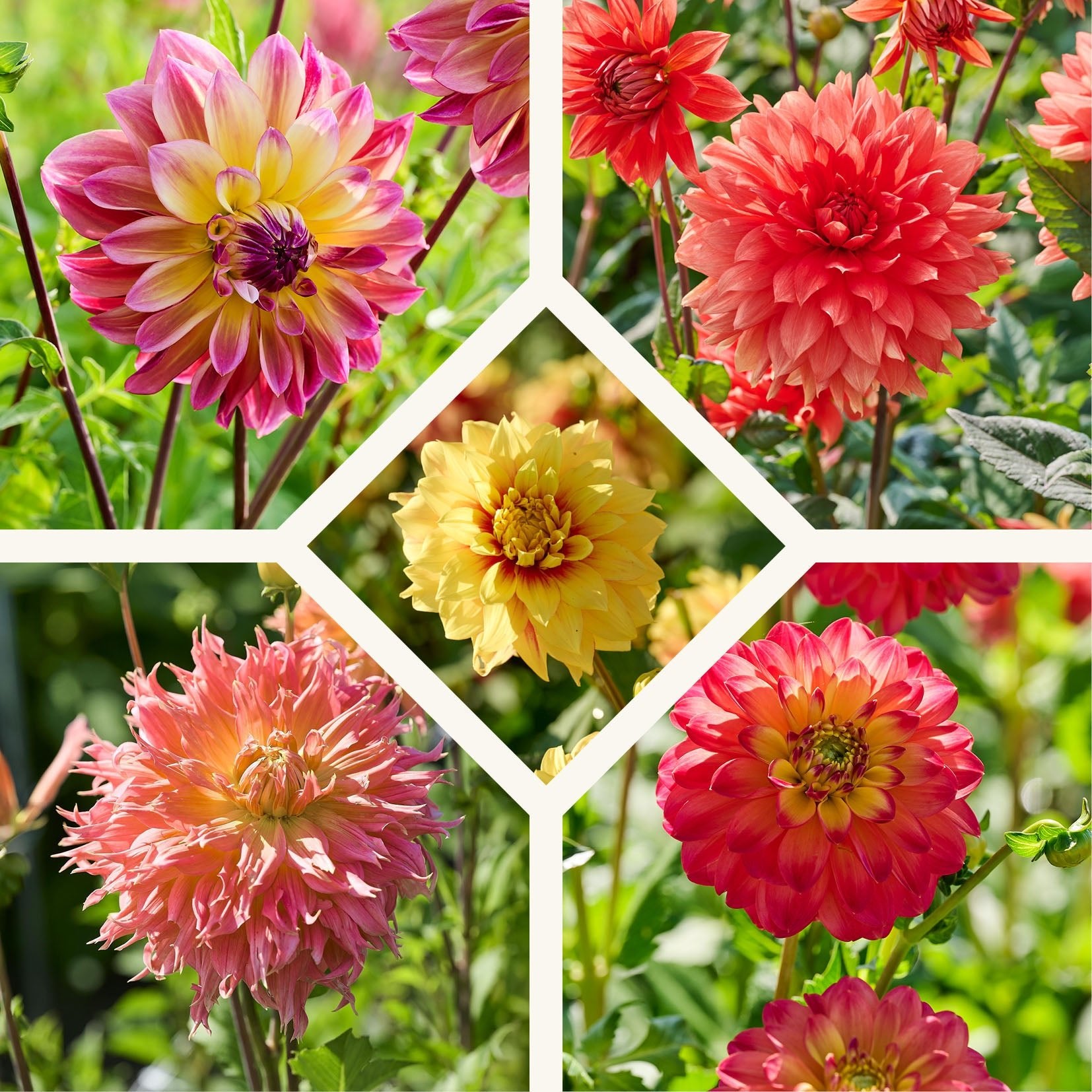 Dahlia mix 'Summer mix'