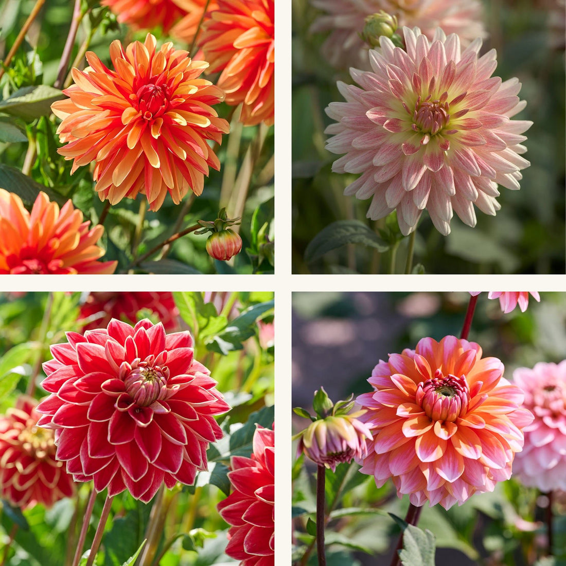 Dahlia mix 'Sunny mix'