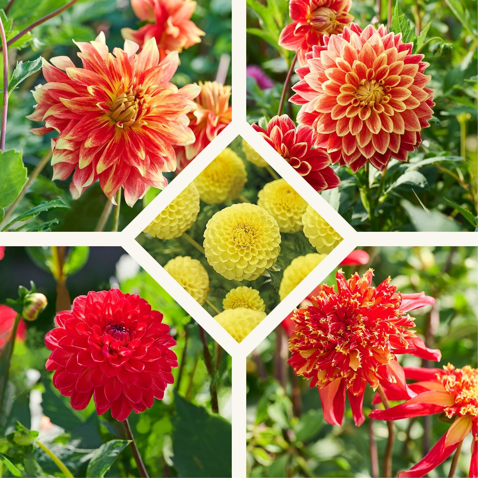 Dahlia mix 'Sunrise mix'