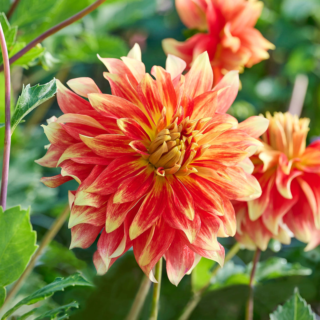 Dahlia mix 'Sunrise mix'