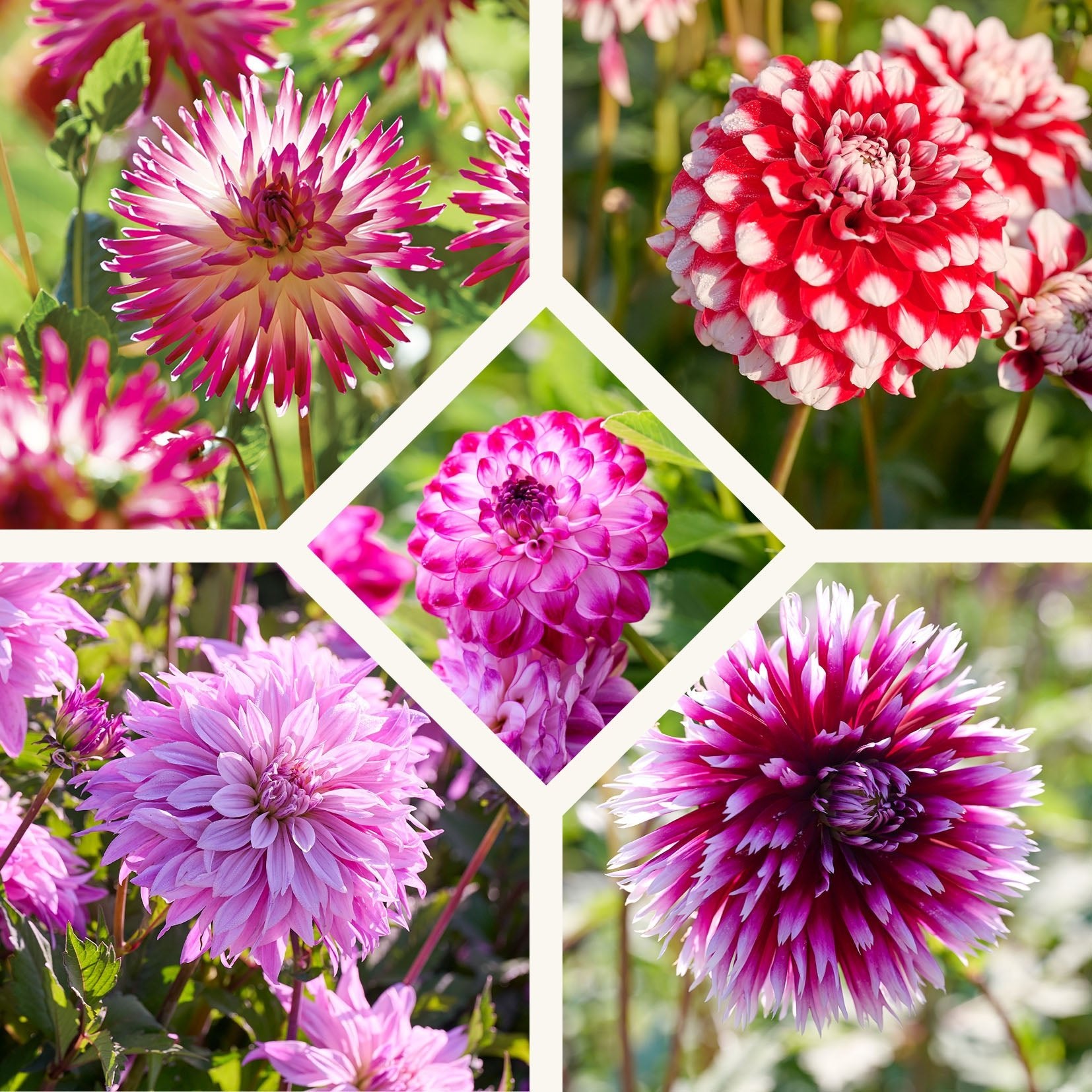 Dahlia mix 'Touch of white'