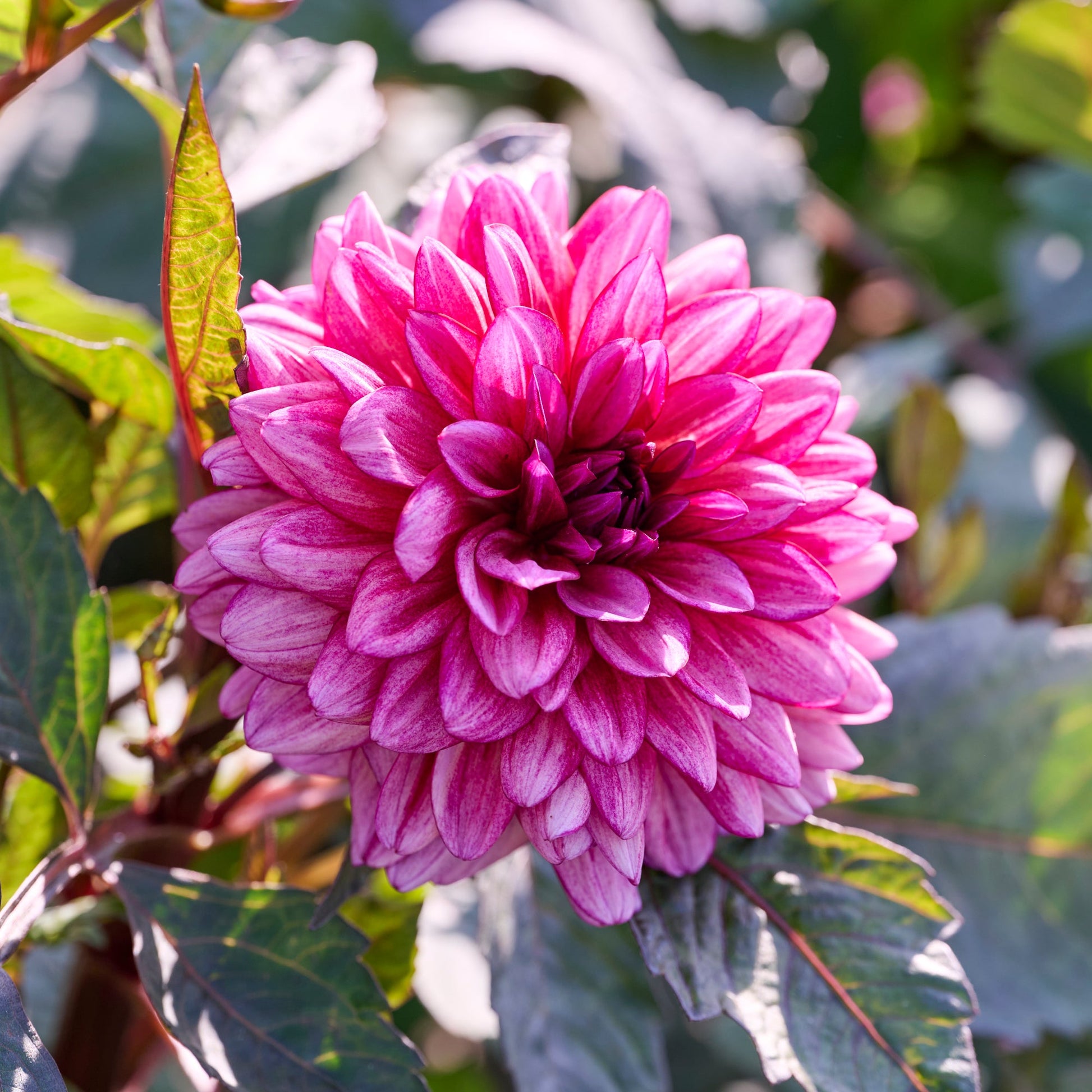 Dahlia 'Molly Raven'