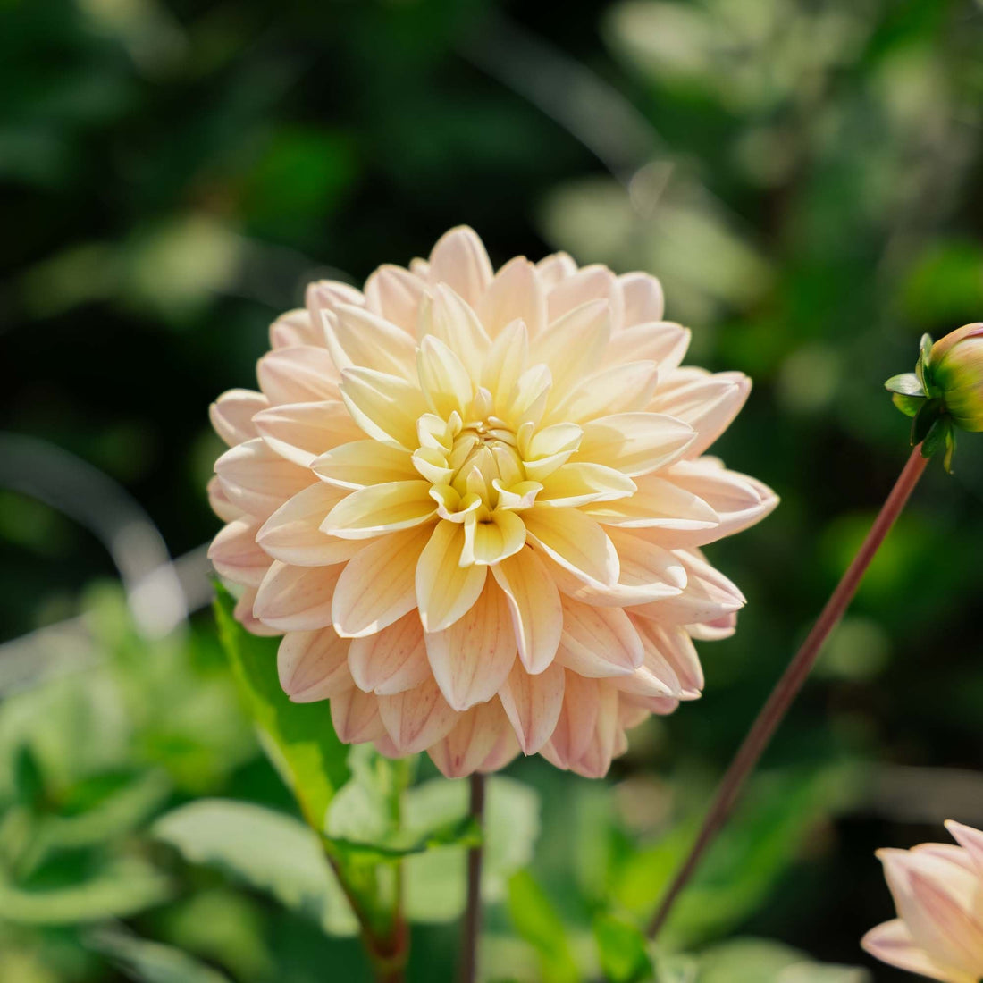 Dahlia 'Mondriaan'