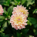 Dahlia 'Mondriaan'