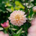 Dahlia 'Mondriaan'