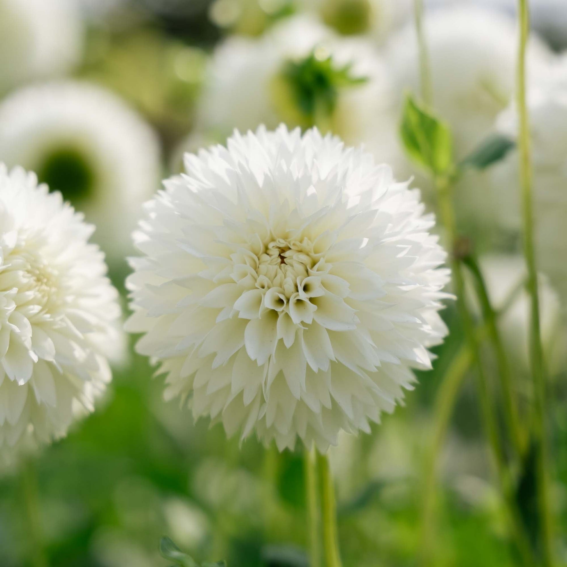 Dahlia 'Myama Fubuki'