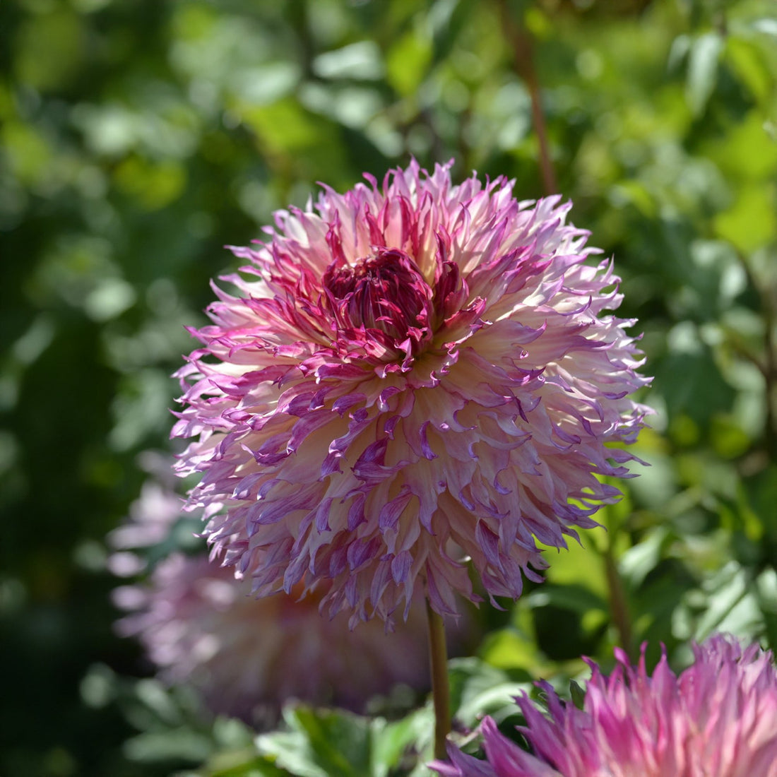Dahlia 'Myrtle's Folly'