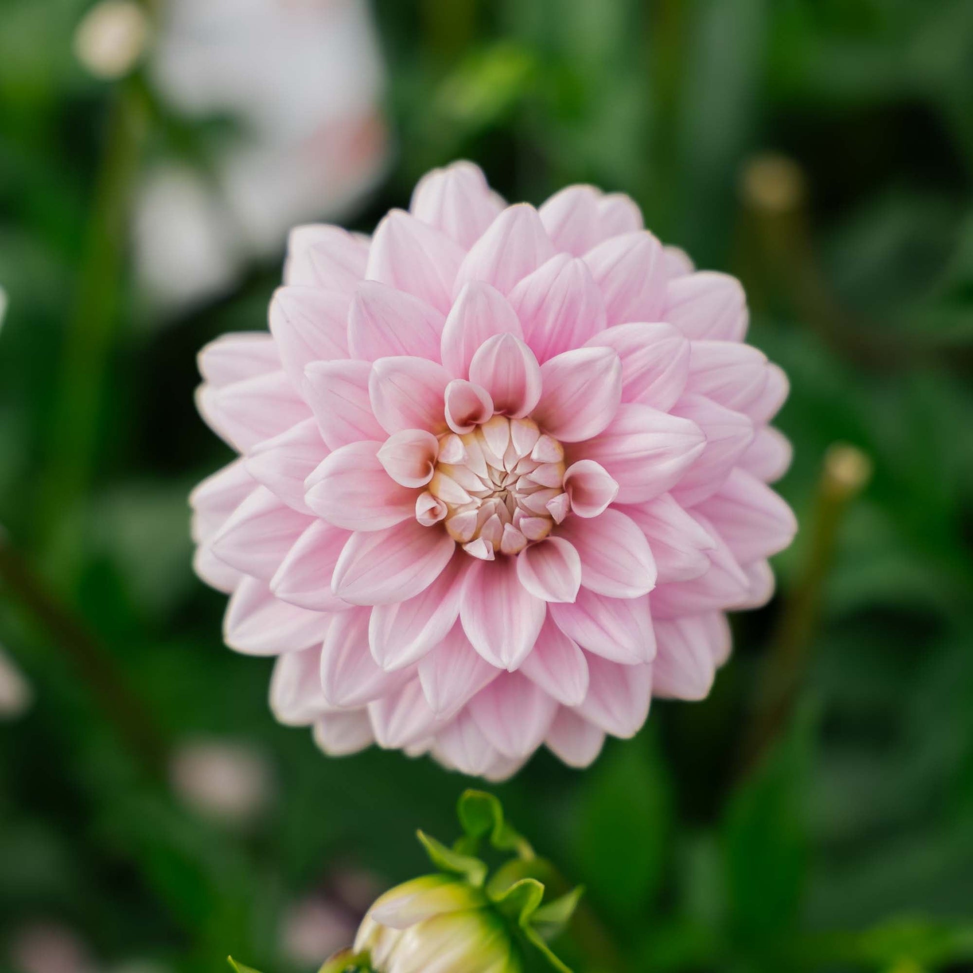 Dahlia 'Offshore Dream'