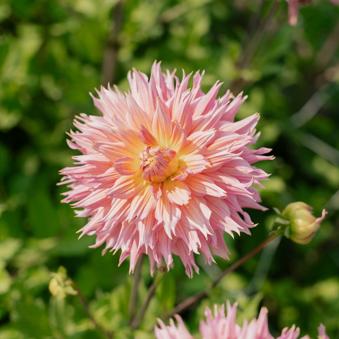 Dahlia 'Omega'