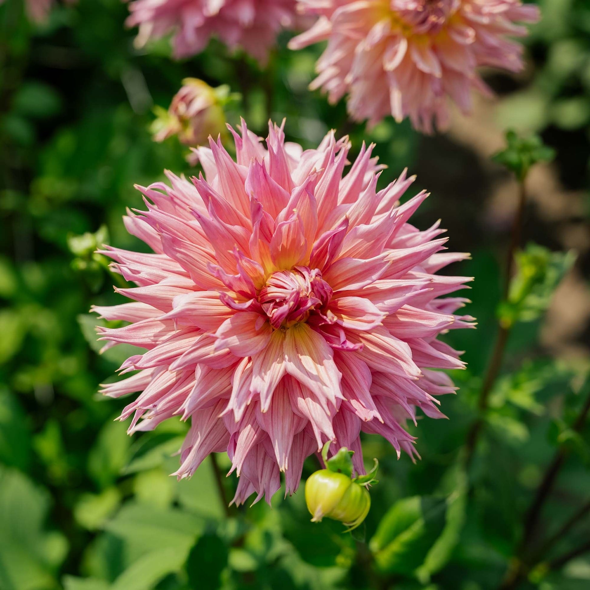 Dahlia 'Omega'