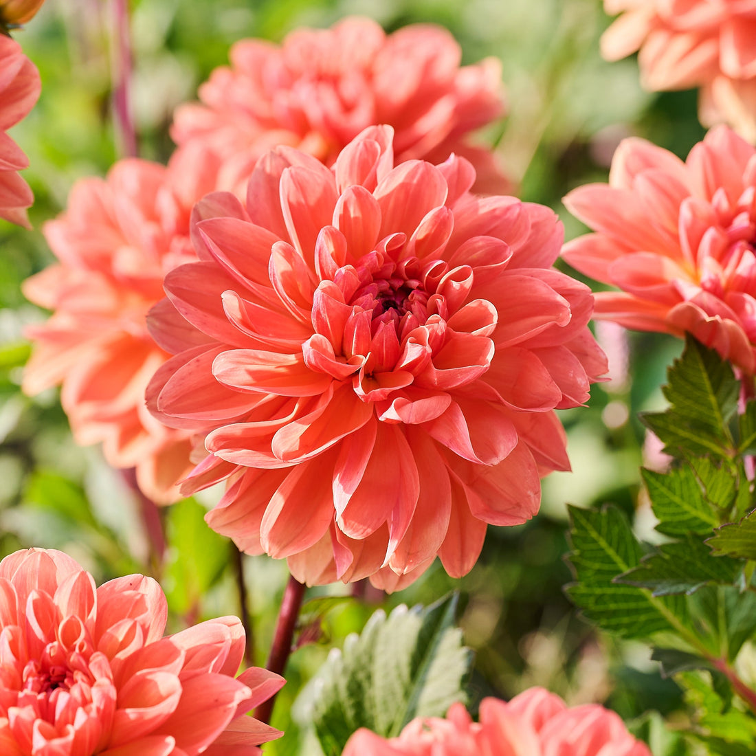 Dahlia 'Orange King'