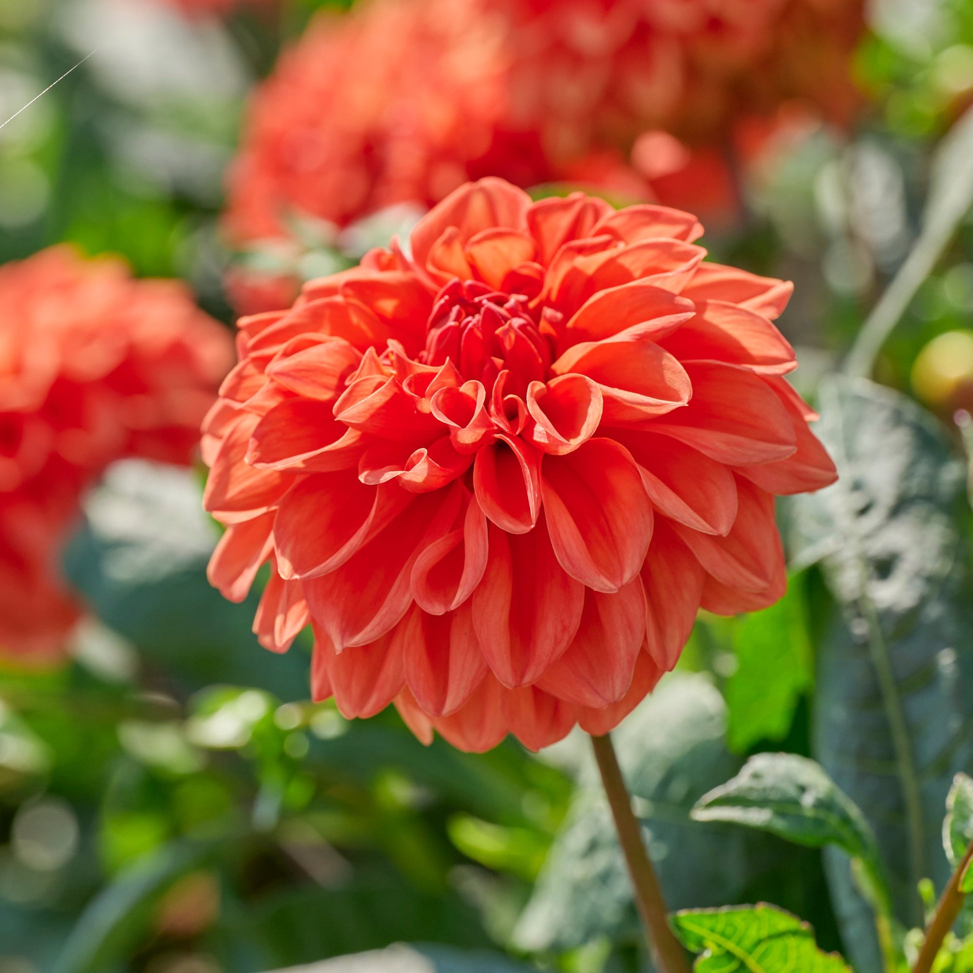 Dahlia 'Orange Nugget'