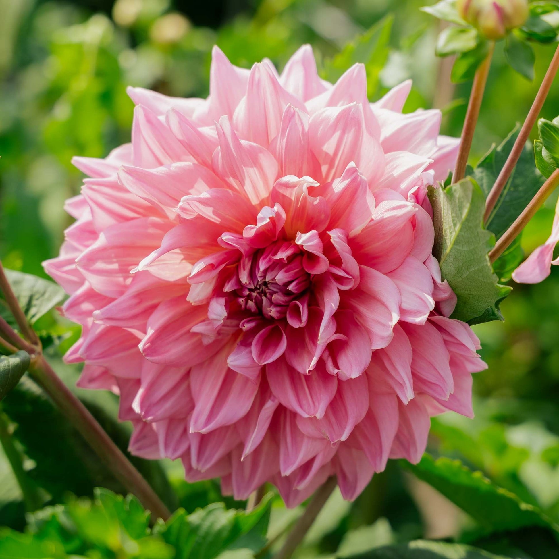 Dahlia 'Otto's Thrill'