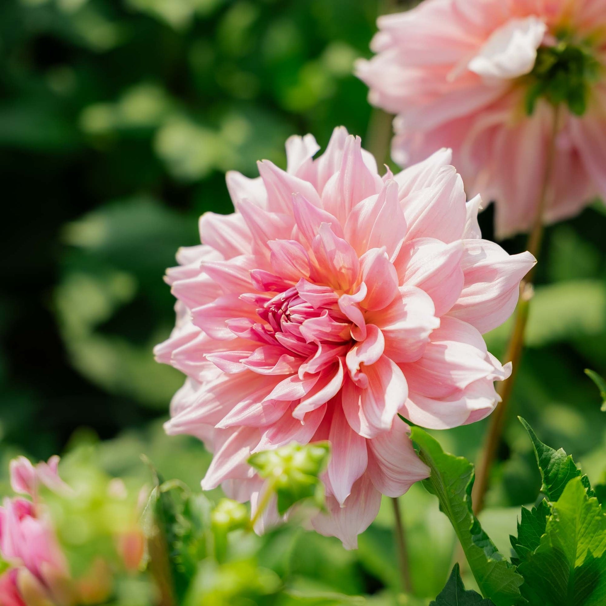 Dahlia 'Otto's Thrill'