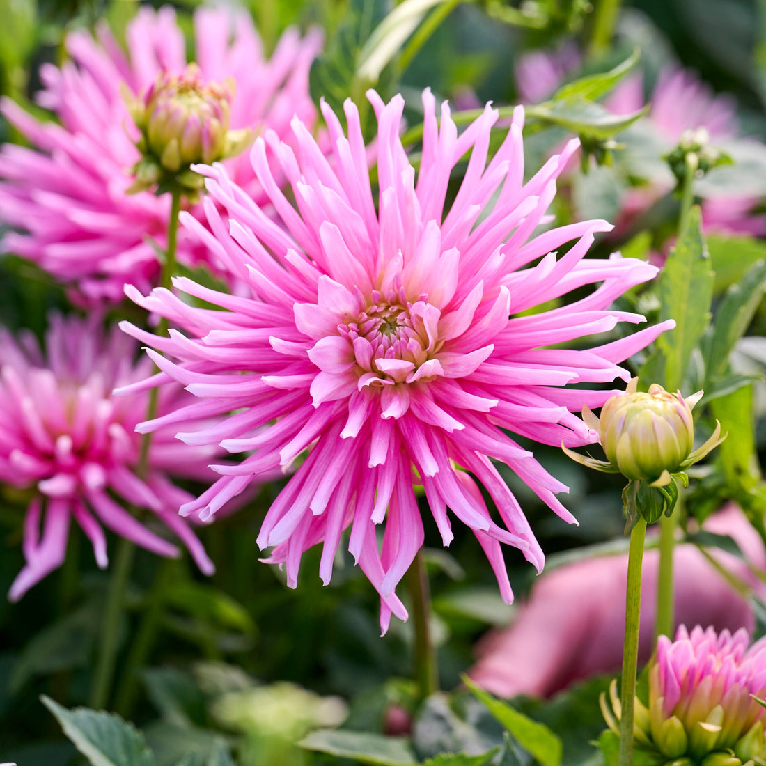 Dahlia 'Park Princess'