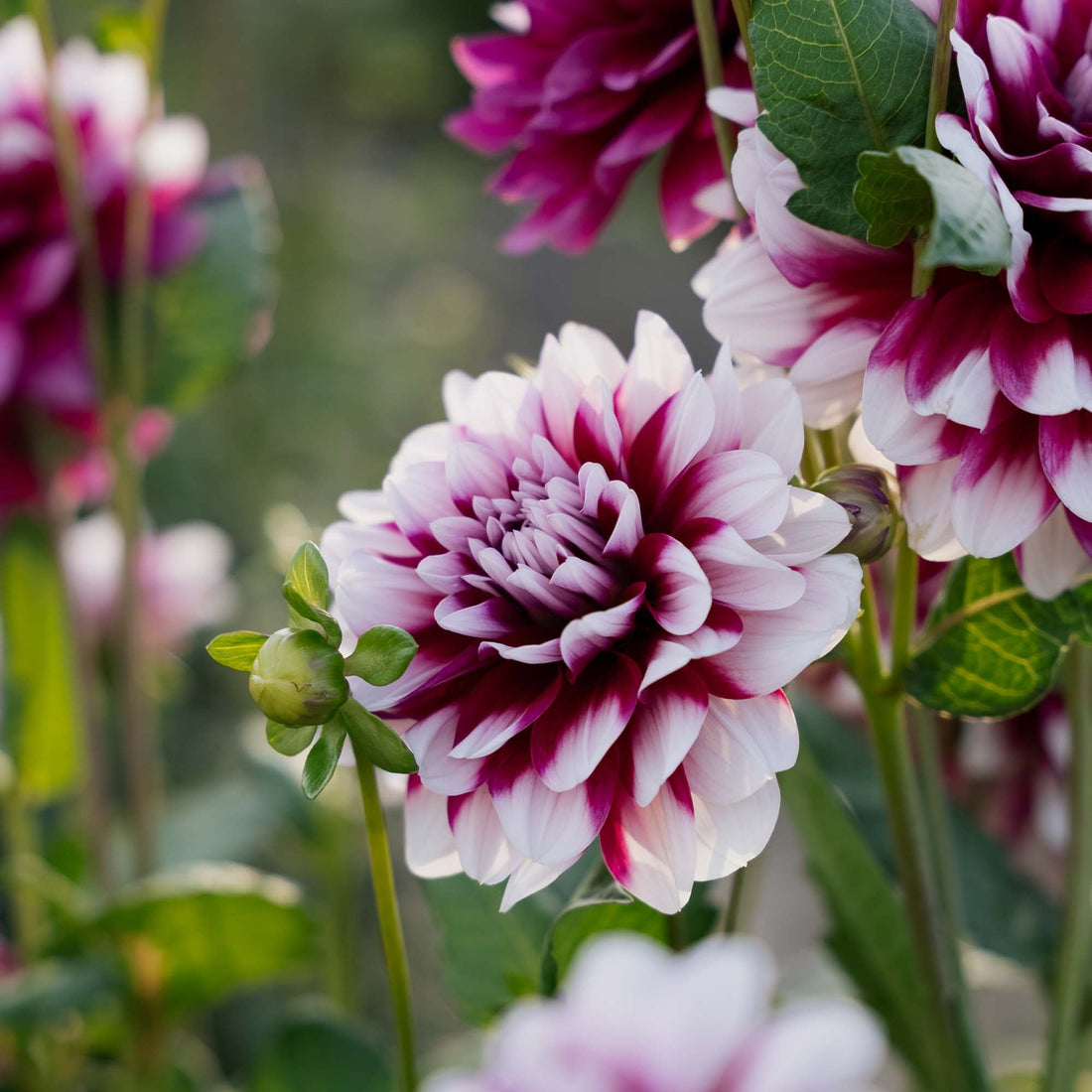 Dahlia 'Patches'