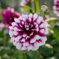 Dahlia 'Patches'