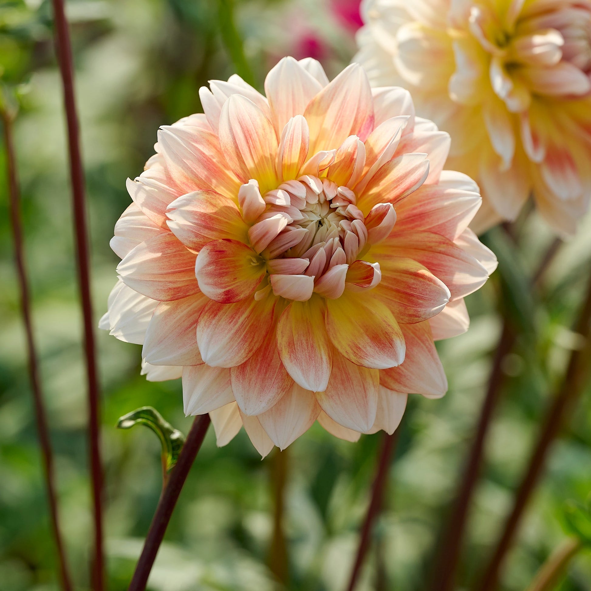 Dahlia 'Peaches and Cream'