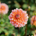 Dahlia 'Peaches and Vanilla'