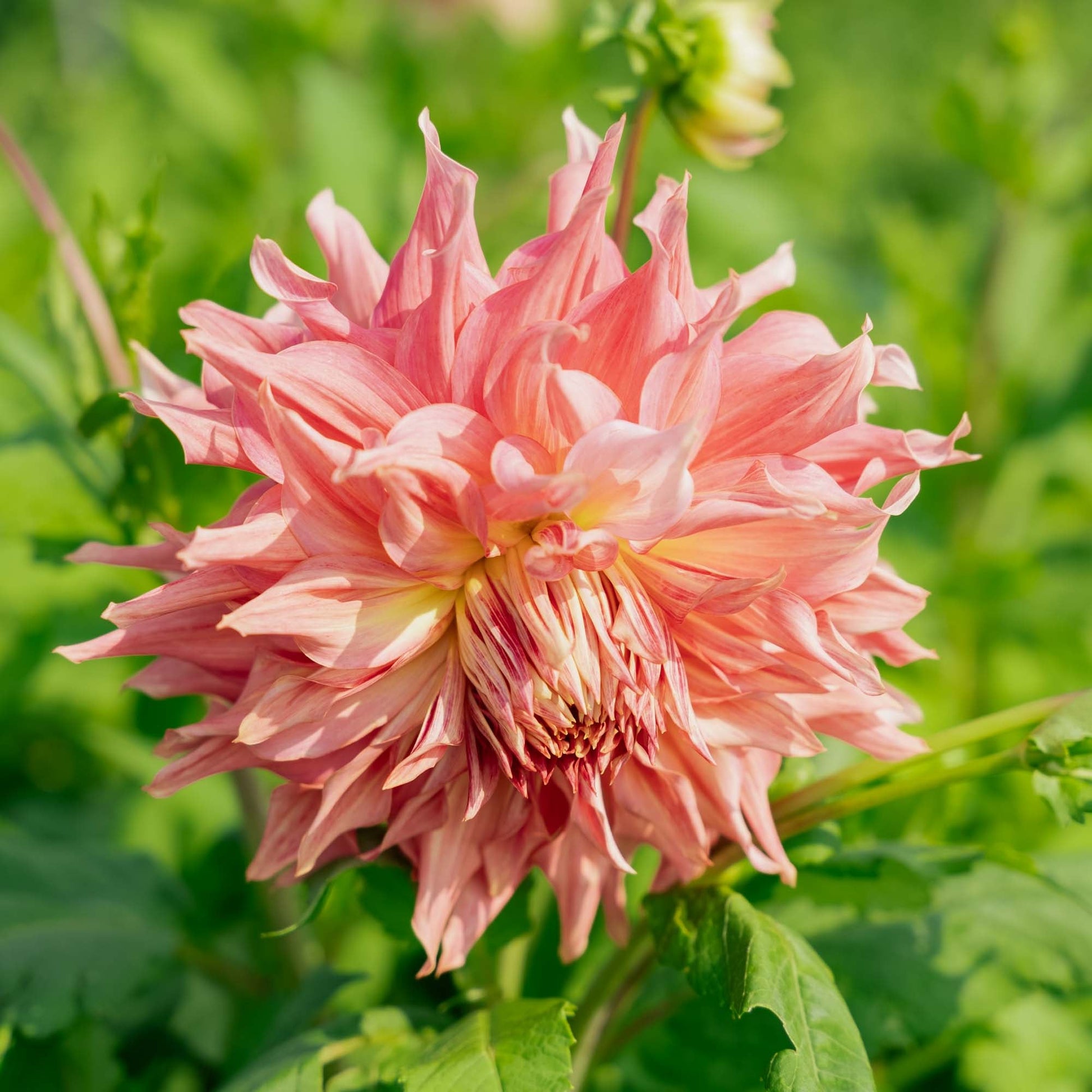 Dahlia 'Penhill Watermelon'