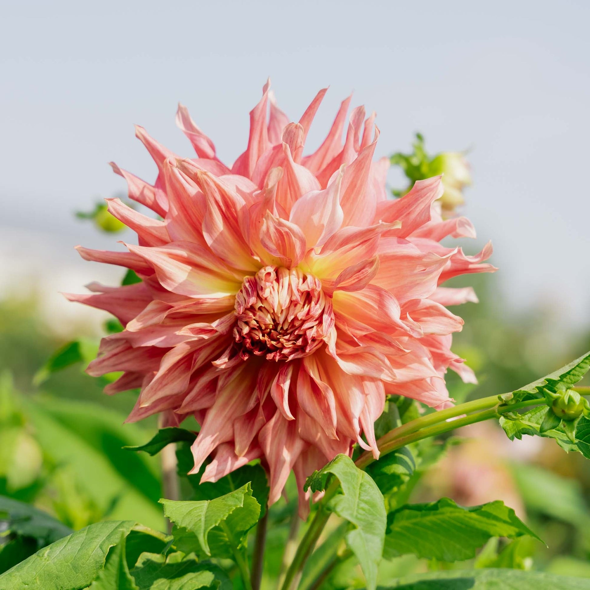 Dahlia 'Penhill Watermelon'