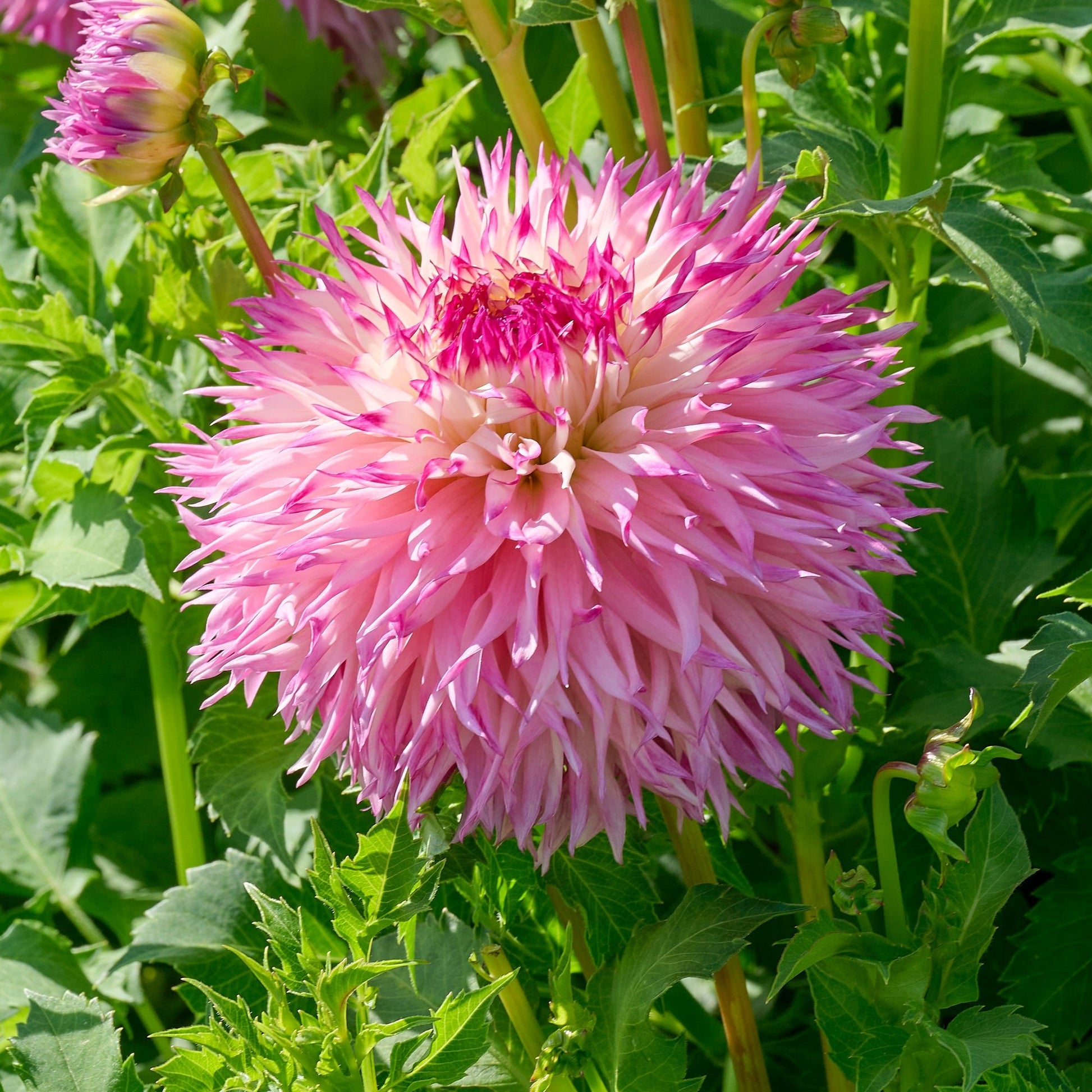 Dahlia 'Pinelands Princess'