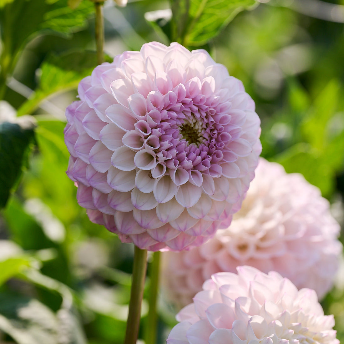 Dahlia 'Pink Pearl'