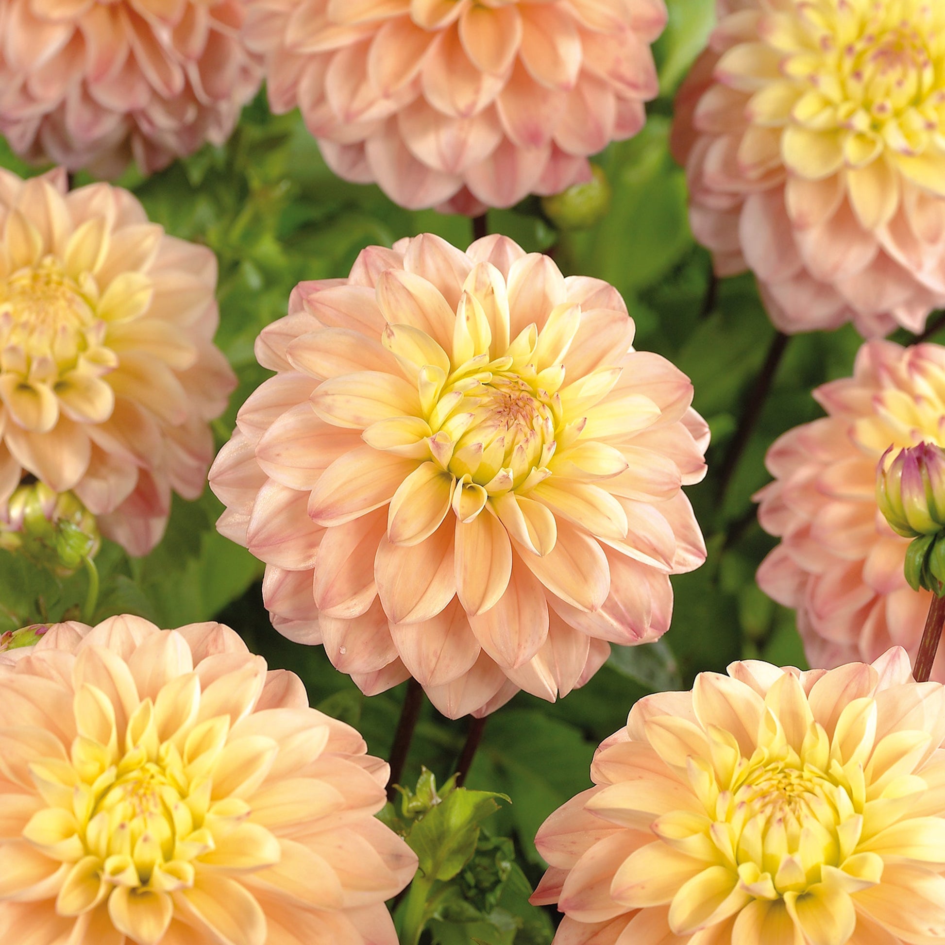 Dahlia 'Princesse Elisabeth'