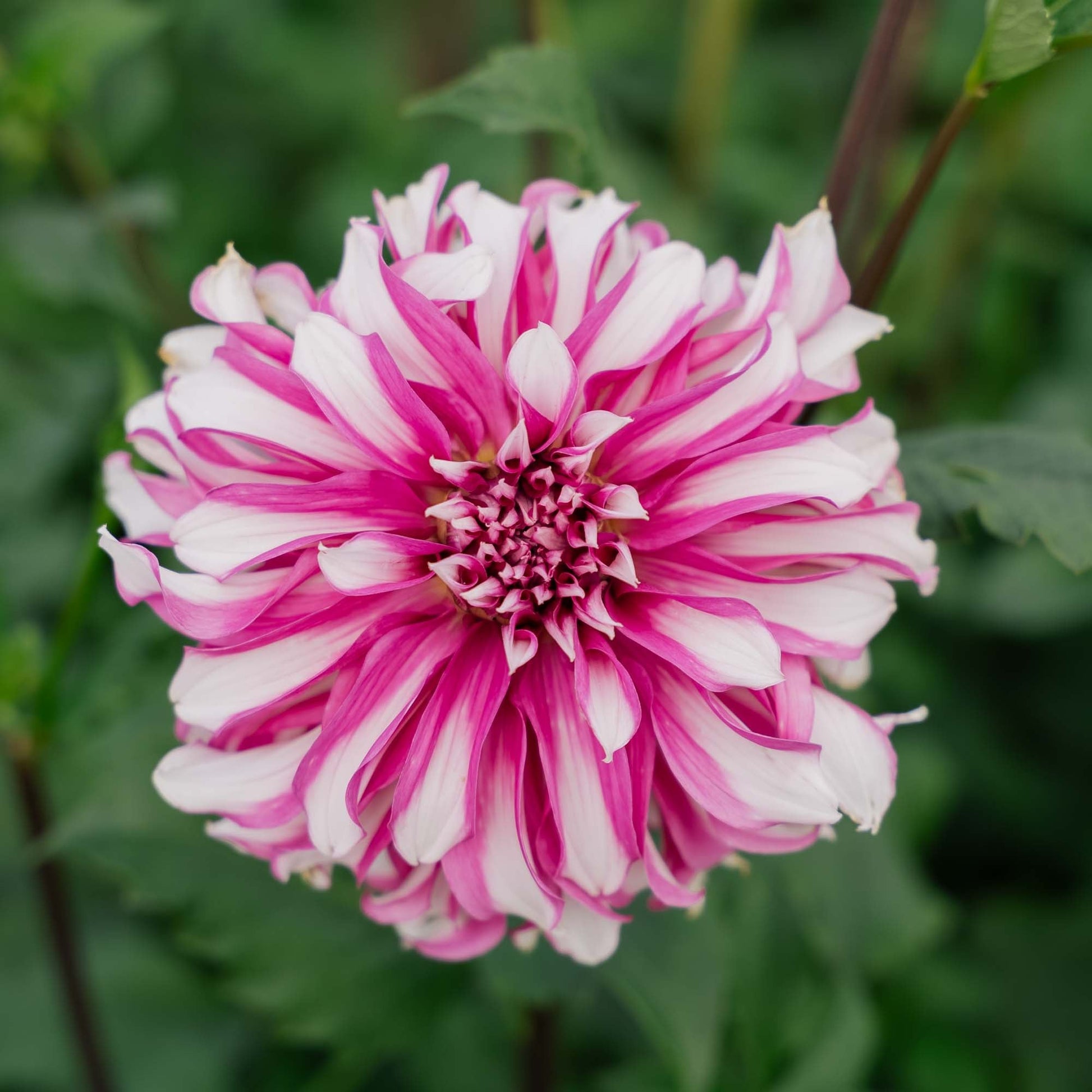 Dahlia 'Radegast'