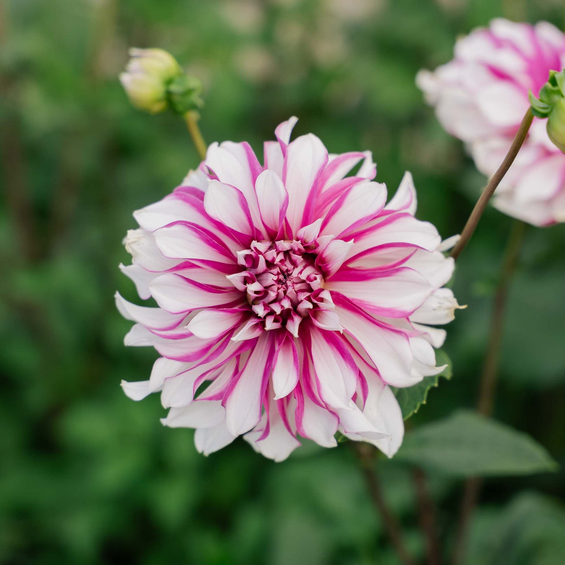 Dahlia 'Radegast'