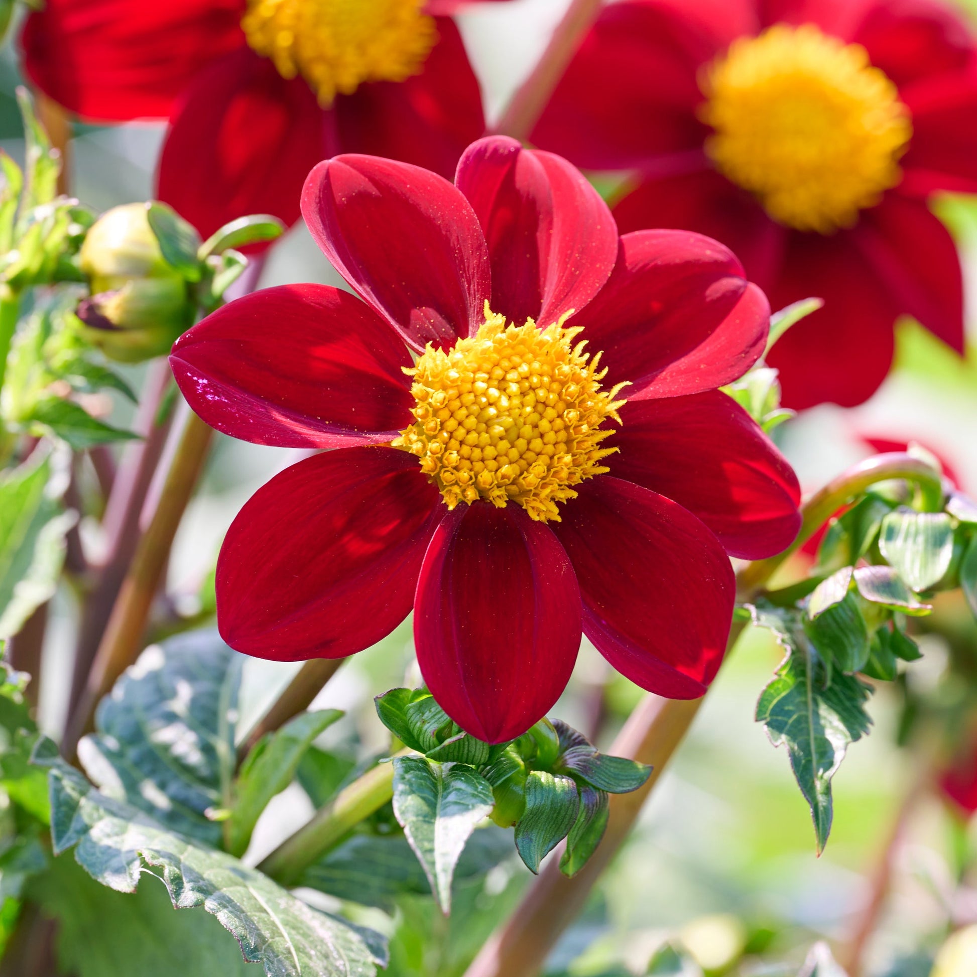 Dahlia 'Red emperor'