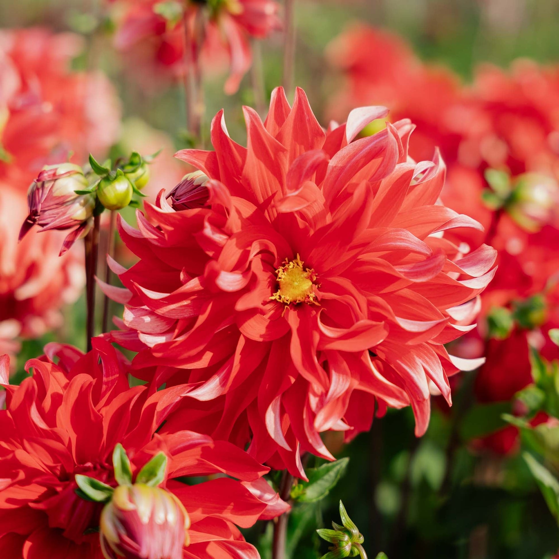 Dahlia 'Red Labyrinth'