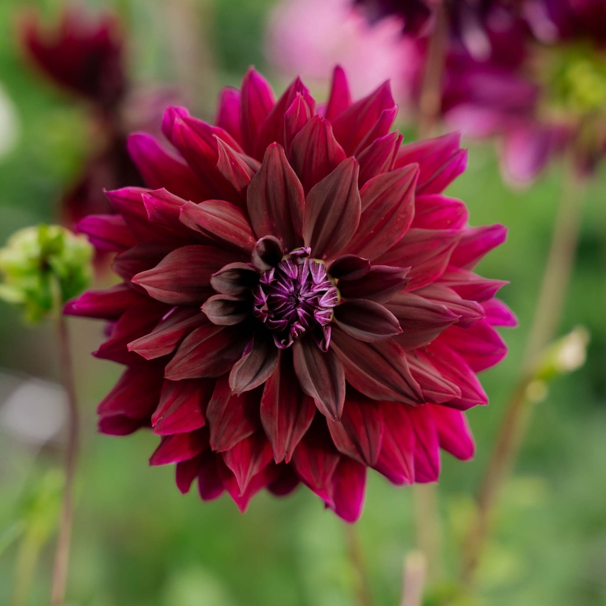 Dahlia 'Rip City'