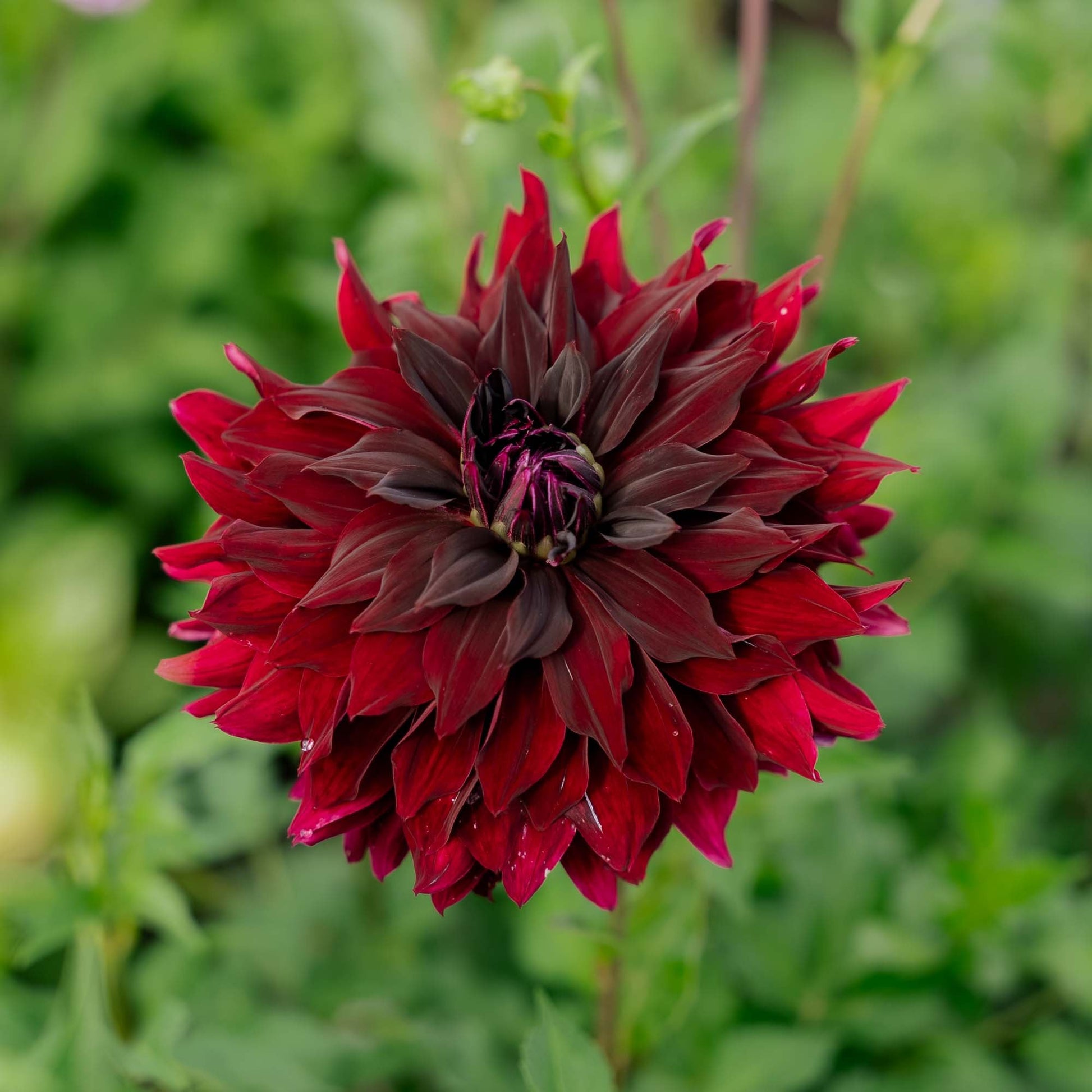 Dahlia 'Rip City'