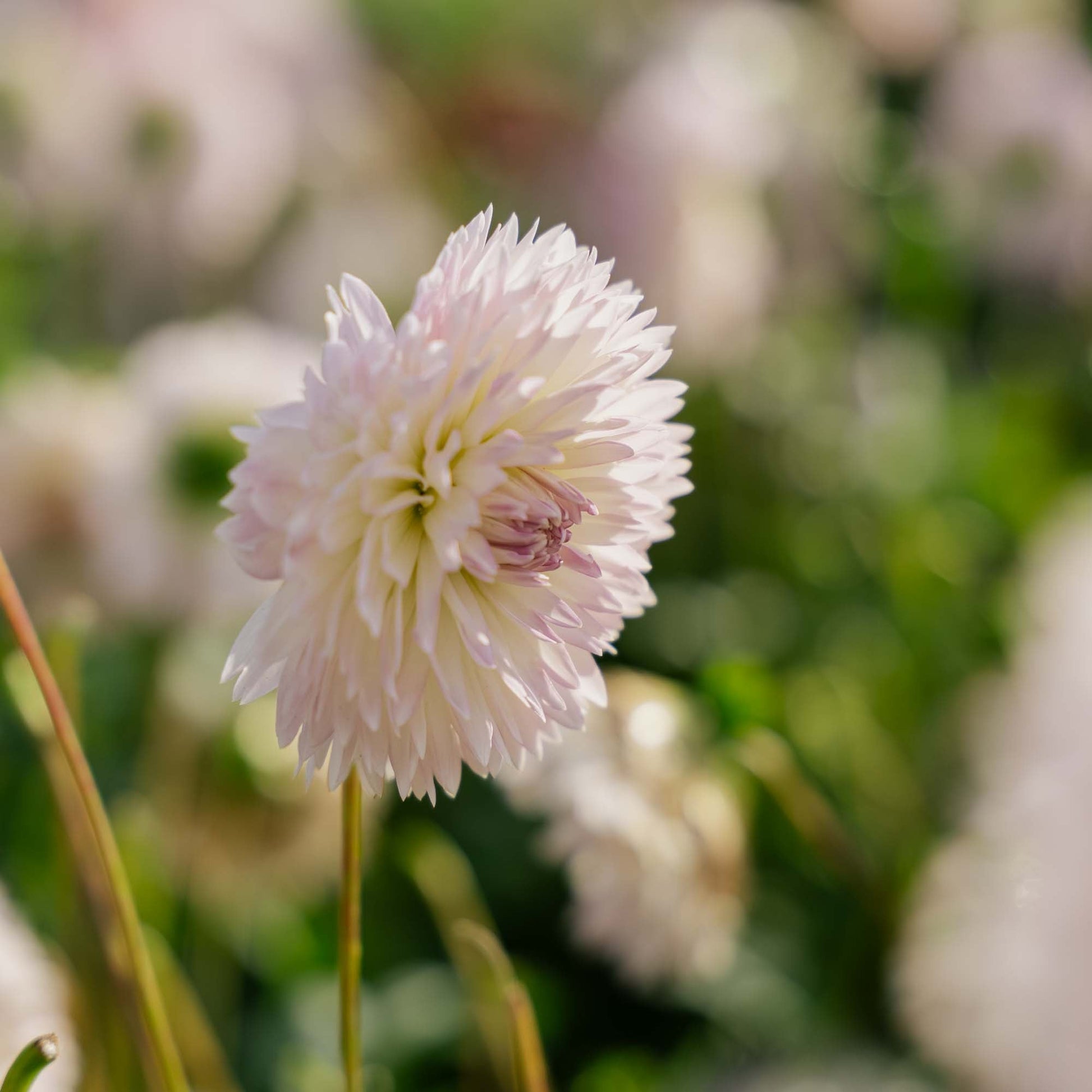 Dahlia 'Sakura Fubuki'