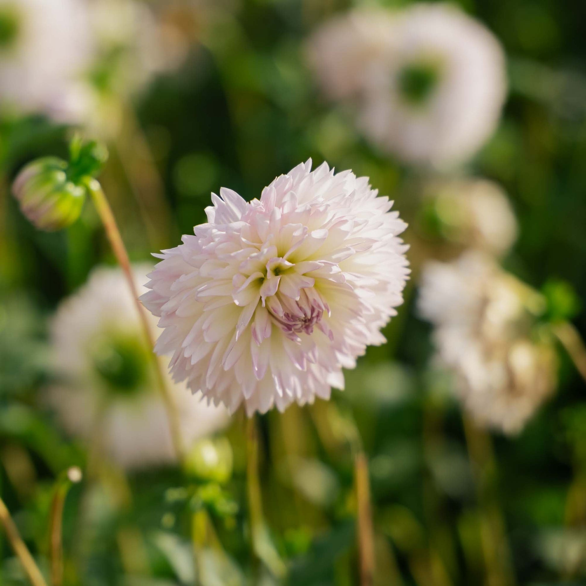 Dahlia 'Sakura Fubuki'