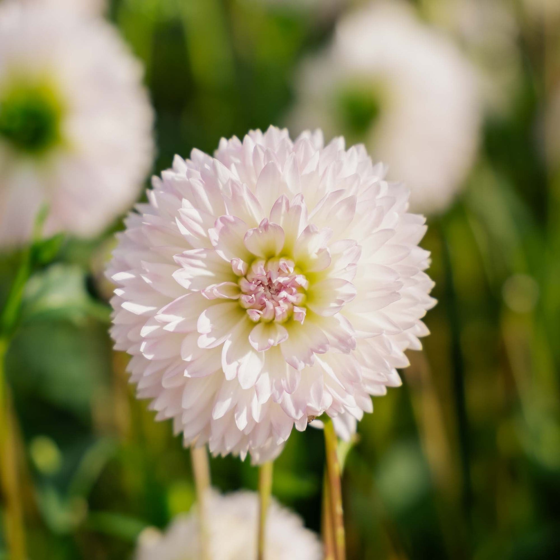 Dahlia 'Sakura Fubuki'